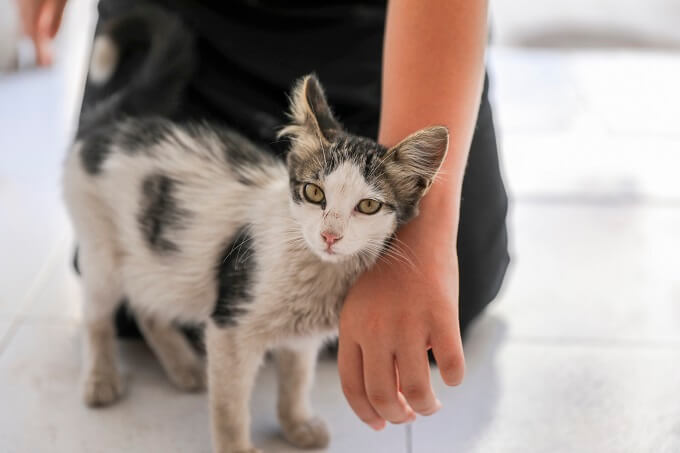 和歌山市の動物愛護クラウドファンディング詐欺疑惑、報道内容を超える「ずさんな実態」判明！ 現地の活動家が暴露の画像5