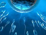 ライバルを“毒殺”して卵子を目指す「キラー精子」が発見される! 実は多種多様だった精子の性質、不妊治療に応用へ!
