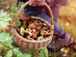 猛毒キノコ御三家も発表！ 「毒キノコ」を平気で食べる恐ロシアのキノコ料理＆毒キノコの恐怖を亜留間次郎が徹底解説