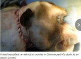 【ガチ】中国が裏で行っている本当に怖い「ハイブリッド実験6つ」倫理は全無視！ヒトとサルのハイブリッド、頭部移植…