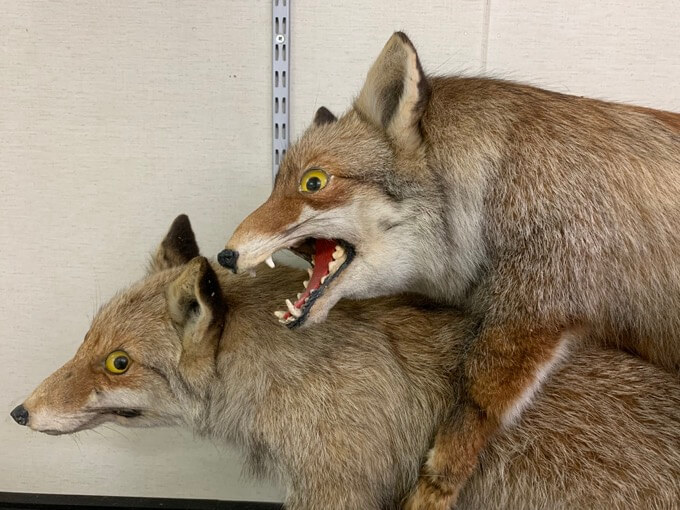 「次の夢はヘアヌード写真集」群馬の秘宝館珍宝館館長とみる女性器・男性器が崇高すぎる！ 村田らむが取材！の画像14