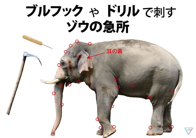 ゾウを精神崩壊させる残酷調教「パジャーン」とは!? 全国282カ所の動物園・水族館を偵察した活動家インタビューの画像4