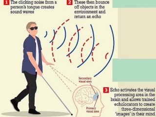 人は誰でもたった10週間で超能力「エコーロケーション」を獲得できると判明！ コウモリやイルカと同じ… 音波を発して周囲を把握！