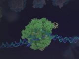 「mRNA」の注射1本で遺伝子治療が完了する時代まもなく到来へ! 治験で衝撃的効果、ゲノム編集技術CRISPRに画期的進展