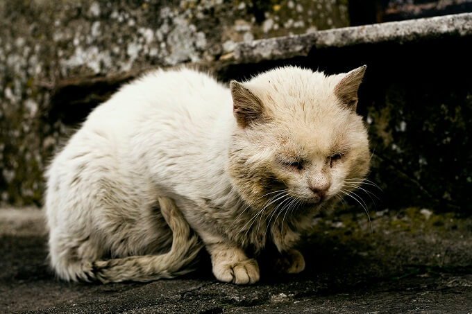 動物愛護管理センターが「殺処分センター」化していた!? 里親が決まった犬猫まで… 徳島県の大炎上案件を取材、悲劇の本当の原因は？の画像1