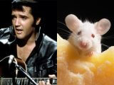 【緊急】エルヴィス・プレスリーのDNAをマウスに埋め込む「エルヴィス・マウス」作成計画始動!! もみ上げと胸毛がボーボーの懸念も!