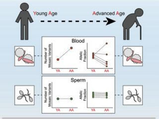 高齢男性の精子で生まれた子どもに“深刻な健康リスク”発覚！ “羊水が腐る”と揶揄された女性の高齢出産だけじゃない、突然変異が受け継がれ…