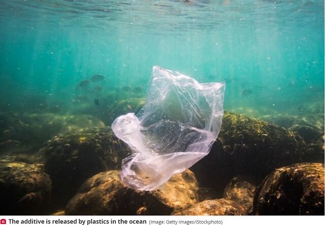 ヤドカリが超淫乱に変貌していると判明！ とめどない性的興奮でハァハァ… 海中プラスチックごみの化学物質が原因か!?の画像3