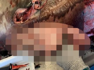 「クジラの手」の解剖写真が想像以上にホラーだった！ 5000万年の“進化の秘密”を物語る壮絶ビジュアル