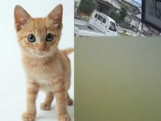 【スクープ】高知県・柏島で議員が猫を大量虐待か!? 毒殺の可能性も…衝撃動画も入手、住民も震えあがる！