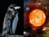 【ガチ】「ペンギンは金星人だった」最新研究で発覚! 糞から"金星の物質”、ペンギン=宇宙人で確定!?