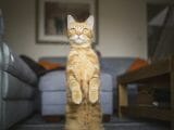 「ネコは次元間的ペット、人に見えないものを見る」猫と直接会話して判明!