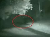 超獰猛そうなビッグフット映像が撮影される! 人間とイヌのハイブリッド「ドッグマン」の可能性も!