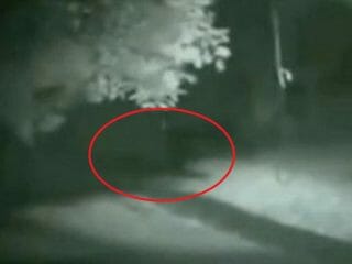 超獰猛そうなビッグフット映像が撮影される！ 人間とイヌのハイブリッド「ドッグマン」の可能性も！