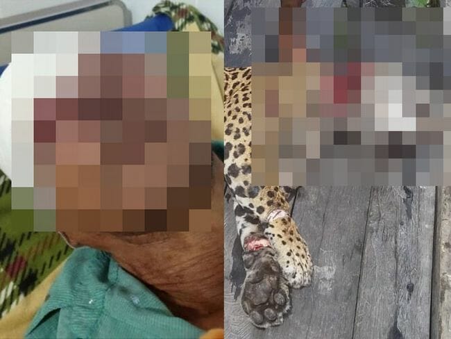 ジャガーに襲撃され失明した男の息子、マチェーテで父親の敵討ち！ 世界で相次ぐ猛獣VS人間の壮絶死闘！の画像1