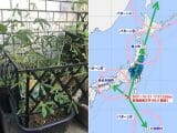 【緊急警告】11月21日までに大地震発生か!? 「オジギソウ」が予知的中を連発、“次に一番ヤバい地域”も判明!