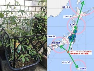 【緊急警告】11月21日までに大地震発生か!? 「オジギソウ」が予知的中を連発、“次に一番ヤバい地域”も判明！