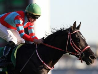 JRAジャパンC（G1）の極秘穴馬情報流出で“一獲千金”の方程式完成！ 関係者も期待「100円が339万円に化けるレベル」
