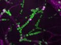 “無呼吸でも死なない”ヤバすぎる生物が爆誕！ 血が緑色の「無呼吸人間」実現へ（最新研究）