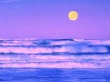【ガチ】やはり太陽と月は動植物に影響を与えていると判明! 月の満ち欠けは人体に関係…東洋医学は正しかった!?