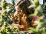 大麻とキノコの抽出成分で「膵臓がん細胞が100%死んだ」驚愕の研究結果(最速ニュース)