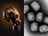 サル痘の感染拡大はバイオテロなのか? 専門家の見解を直撃、インバウンド再開で今後どうなる!?
