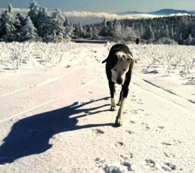 寿命を200歳に延ばす新薬が10年以内に登場の可能性大! 「不老不死」研究に劇的進展(最速ニュース)の画像3