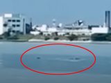 兵庫県加古川に新種UMA「ムッシー」出現! 巨体をくねらせ泳ぐ謎の影… 目撃多数、識者の見解は?