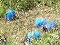 【未解決】森に捨てられた青い容器に入っていたのは…！  深入りはタブーの超「おそロシア」事件