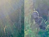 幽霊かUMAか殺人鬼か!? こちらを睨む不気味な影、おぞましい形相に世界が騒然!
