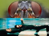 ハエは『マトリックス』の世界に生きていると判明! 叩くのが難しい本当の理由(最新研究)