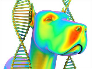 中韓が遺伝子編集で「スーパードッグ」を作りまくっていると判明！ 光る細胞、筋肉ムキムキ…！