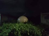 メキシコでUFO墜落 → 政府が極秘回収! 謎すぎる金属球に学者も困惑「宇宙ゴミではあり得ない」