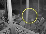 防犯カメラに映った「幽霊猫」が怖すぎる! 軒先を駆け回って消える半透明ニャン