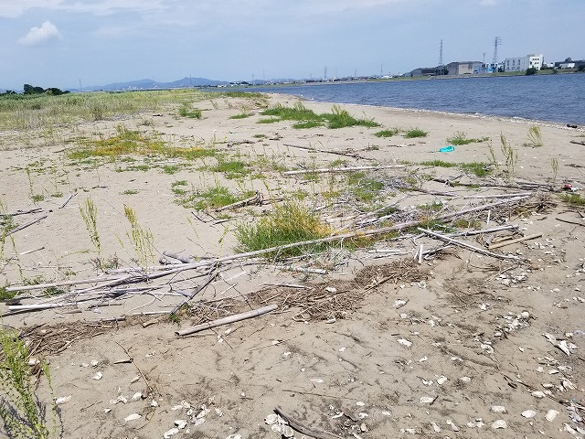 兵庫県加古川のUMA「ムッシー」の正体、ついに特定か! 現地取材でわかった衝撃の真実の画像4