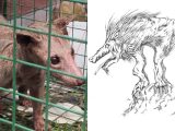 UMAチュパカブラついにインドで捕獲か! 恐ろしい姿と信じられない行動で住民戦慄!