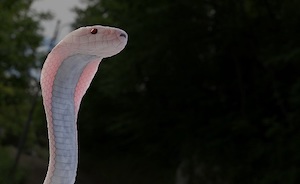 反重力シール、永遠に煌めく石、細胞レベルでととのう光… 最先端の波動技術がヤバすぎる!! 識者が明かす「生命力爆上げ」の秘訣の画像10