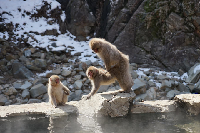 コロナ禍で動物園のサルの交尾回数が爆増していたと発覚！ 専門家「人目がないから」の画像1