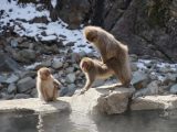 コロナ禍で動物園のサルの交尾回数が爆増していたと発覚! 専門家「人目がないから」
