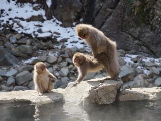 コロナ禍で動物園のサルの交尾回数が爆増していたと発覚！ 専門家「人目がないから」