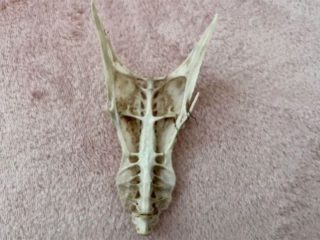 「ドラゴンの頭蓋骨」と噂の奇妙な物体　その意外すぎる正体とは？