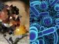 ハエは「嘔吐物を霧吹き噴射」している！　接触物全てを汚染、薬剤耐性菌を持つ可能性も