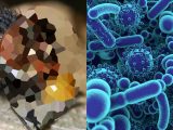 ハエは「嘔吐物を霧吹き噴射」している! 接触物全てを汚染、薬剤耐性菌を持つ可能性も
