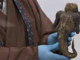人魚のウロコを食べた日本人がいる! 長寿効果はあるのか…!?