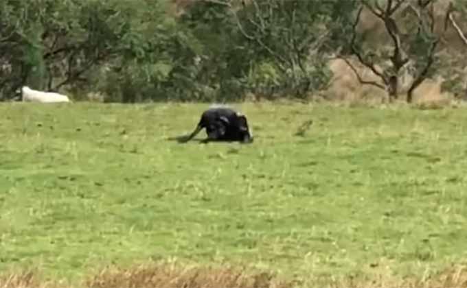 巨大UMA猫「ABC」が撮影される？ 最も実在に近い未確認生物（映像）の画像1