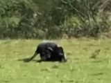 巨大UMA猫「ABC」が撮影される? 最も実在に近い未確認生物(映像)