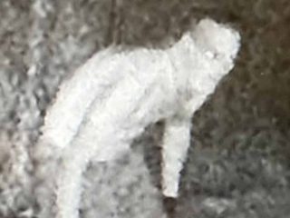 チュパカブラ（窃盗犯）の発見に懸賞金！ 異様な姿に恐怖広がる