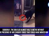 幽霊が犬を床に押し付けた? 怪奇現象多発の家で撮影された衝撃映像