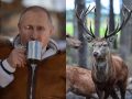 プーチン大統領は「鹿の生き血風呂」で英気を養っていると判明 やはり“吸血鬼”か？