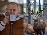プーチン大統領は「鹿の生き血風呂」で英気を養っていると判明 やはり“吸血鬼”か?